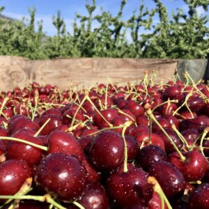 Mahogany cherries with dew in orchard bin.