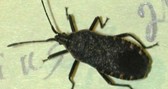 Small black bug.