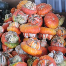 Pile of winter squash in multicolor red, orange, and white-striped varieties.