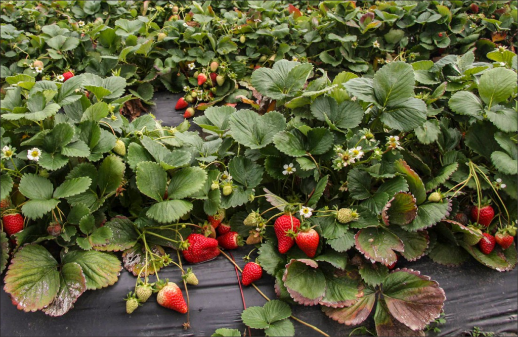 Mature strawberry plants growing from the plastic mats that cover the soil. The plants have flowers and berries growing on them.
