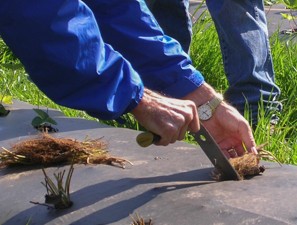 A person using a metal tool to drive the roots of a plant into the plastic that covers the soil.