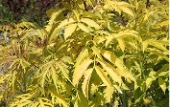 Long yellow leaves of a Sutherland Gold Red Elderberry Shrub.