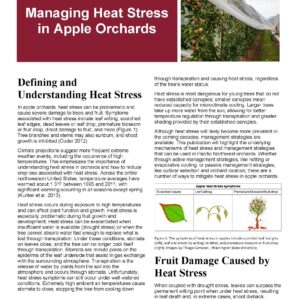 Managing Heat Stress in Apple Orchards