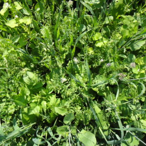 Overhead shot of cover crop mixture.