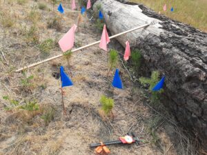 A field study plot beside a large fallen log in a dry grassy area. Several small conifer seedlings are planted at measured distances from the log and marked with colored survey flags on thin wire stakes. Blue flags are placed closer to the foreground, while pink flags extend along the opposite side of the log. A wooden measuring stick lies diagonally across the plot, and a digital caliper rests on the ground near the bottom edge of the image. The fallen log has rough, peeling bark and extends from the foreground into the background along the right side of the image. Dry grasses and scattered vegetation surround the site.