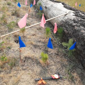 A field study plot beside a large fallen log in a dry grassy area. Several small conifer seedlings are planted at measured distances from the log and marked with colored survey flags on thin wire stakes. Blue flags are placed closer to the foreground, while pink flags extend along the opposite side of the log. A wooden measuring stick lies diagonally across the plot, and a digital caliper rests on the ground near the bottom edge of the image. The fallen log has rough, peeling bark and extends from the foreground into the background along the right side of the image. Dry grasses and scattered vegetation surround the site.