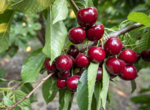 Close-up of cluster of Skeena cherries on the branch.