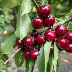 Close-up of cluster of Skeena cherries on the branch.