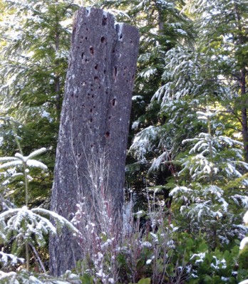 Old holey stump.