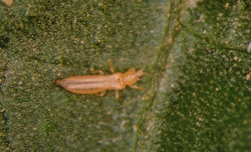 A small pink translucent bug.