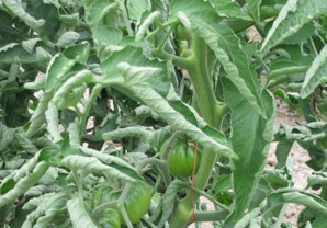 Closeup of green, curled tomato plant leaf.