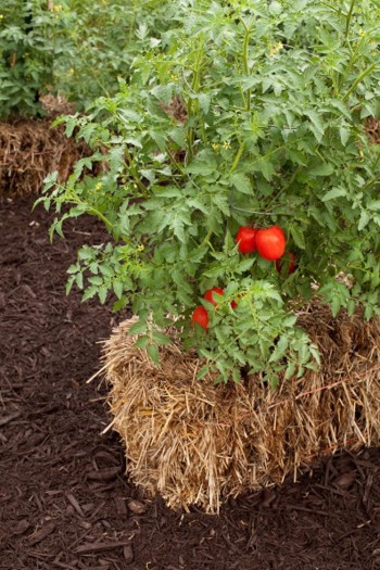 A mature tomato plant grows out of a hay bale.