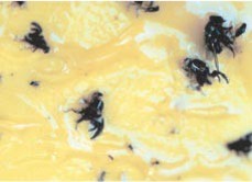 Black flies caught in a sticky yellow substance.