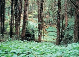 A bed of wasabi plants under a group of evergreen trees.