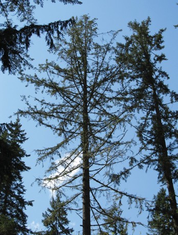 Sparse tree against blue sky.