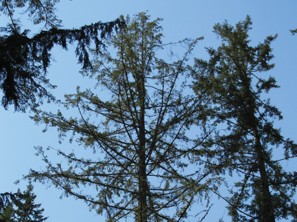 Sparse tree against blue sky.