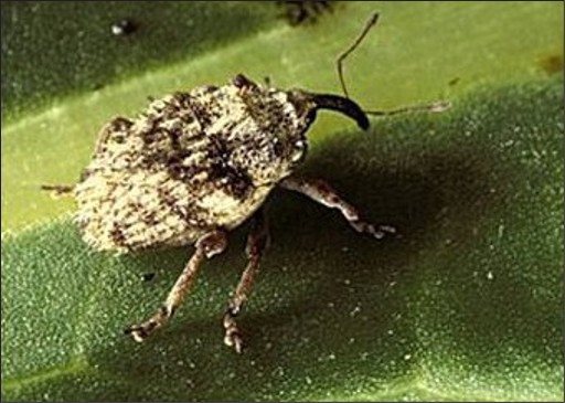 A small textured black and white bug.