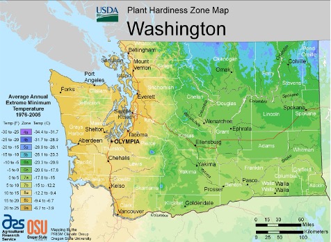 USDA Plant Hardiness Zone Map of Washington State showing color-coded zones based on average annual extreme minimum temperatures from 1976–2005. Western Washington, including coastal areas and Puget Sound, is mostly in zones 8a–8b (light yellow to light green), indicating milder winters. Central Washington transitions to zones 6a–7b (medium green), while eastern Washington and higher elevations are in zones 4b–6b (blue to teal to medium green), representing colder temperatures. Major cities such as Seattle, Olympia, Spokane, and Yakima are labeled, along with county boundaries. A legend on the left explains temperature ranges for each zone, and a scale bar at the bottom shows distances in kilometers.
