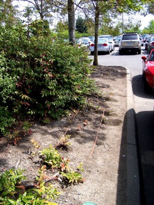 A garden bed in a parking lot with dry, compacted soil houses a few bushes and trees.