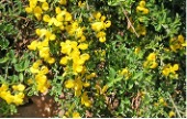 Shrub with small oval green leaves and small yellow flowers.