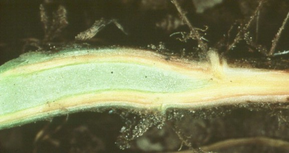 A long green tube-shaped bacteria, bordered by smaller yellow tubes.