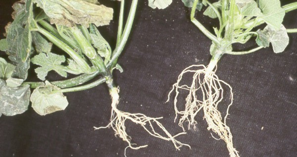 A main stalk with dry and yellowing leaves and wiry white roots.