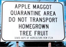 Street sign that reads "Apple Maggot Quarantine Area. Do Not Transport Homegrown Tree Fruit. State Dept. Of Agriculture. RCW 17.24."