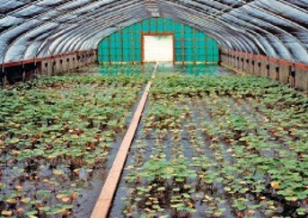 Water flowing through a greenhouse built on a slope. The inside is full of wasabi being grown on a gravel bed.