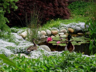 A small pond in a diverse lawn with two ducks in it.