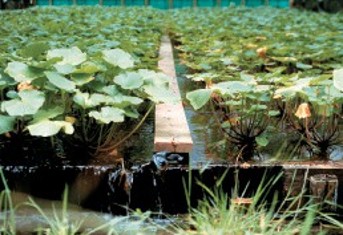 Water flows out of a flooded gravel bed at one end of the wasabi greenhouse.