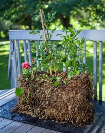 A small hay bale placed on a plastic, black water-catching mat. A small pink flower and a taller green plant grow out of the hay bale.