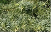 Long gree needles of a White Fir tree.