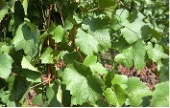 Green lobed leaves of a wine grape vine.