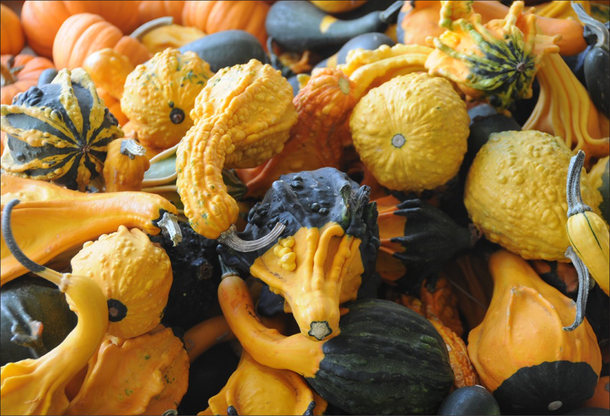 Pile of orange and dark green gourds in multicolor, striped, and solid varieties. The squash have long curled necks and bulbous ends.