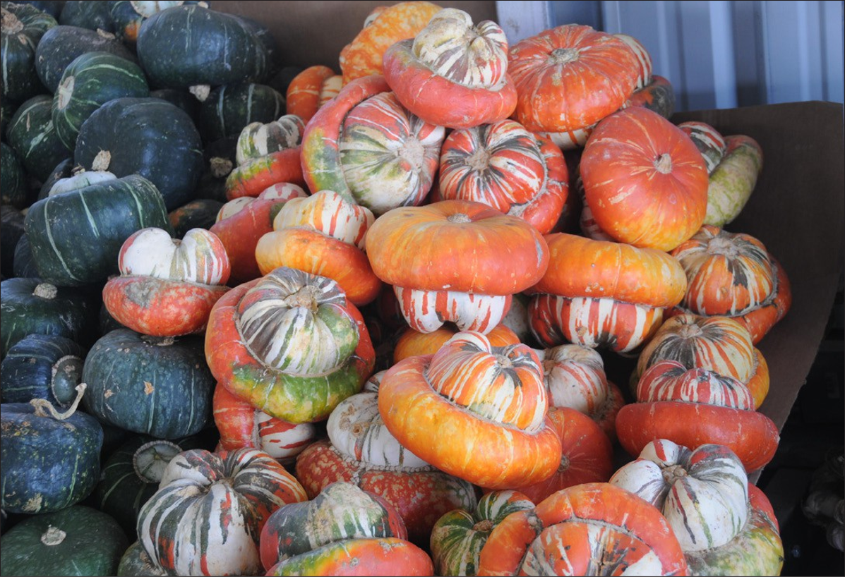 On the right, a pile of winter squash in multicolor red, orange, and white-striped varieties. On the left, a pile of dark green rounded squash.