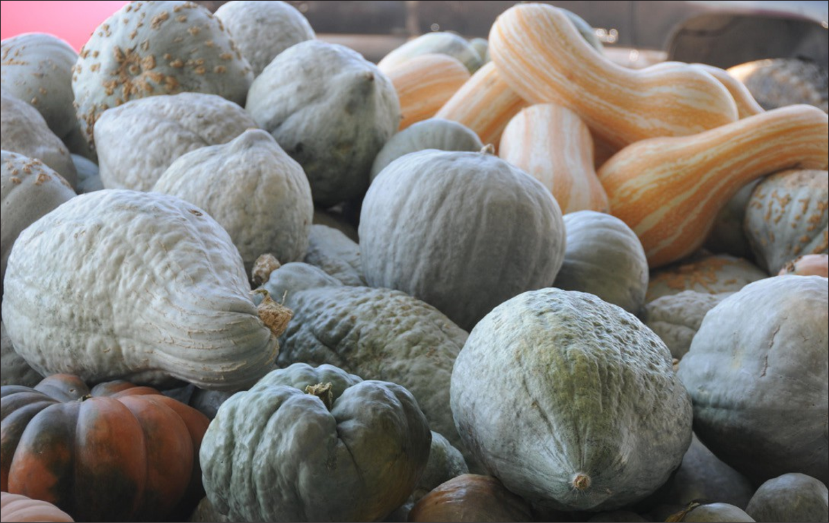 Pile of sage-colored bulbous winter squash. Long, orange striped squash in the background.