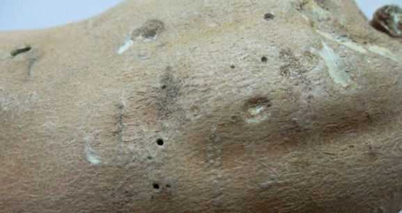 Small holes and divots on the surface of the potato.