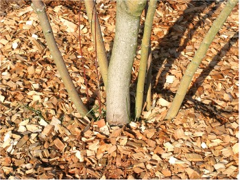 Wood chips surrounding the base of a tree.
