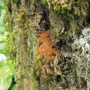 Brown wood dust on green mossy bark.