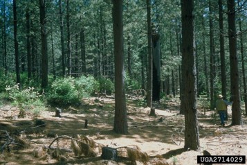 A forest of tall woodland trees that have been pruned at the base.