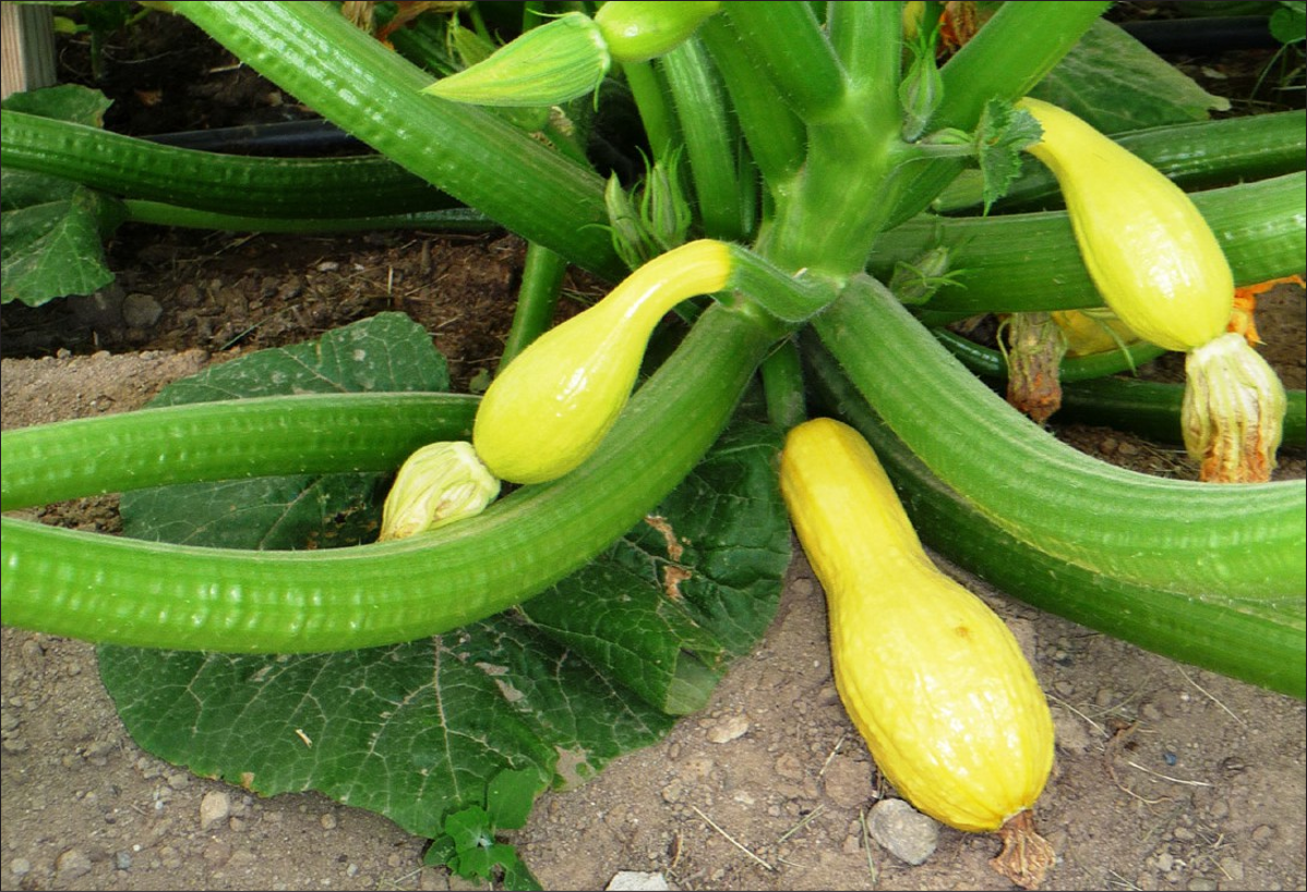 Long, yellow summer squash growing on the vine.