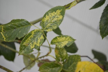 Leaves turning yellow near the middle of the leaf.