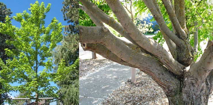 In the left image, a young tree with thinner branches. In the right image, a mature tree with thicker, clustered branches.