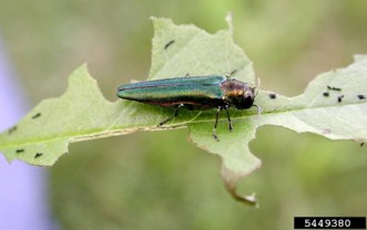 An emerald ash borer feeding on the edge of an ash leaf.