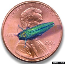 A metallic green emerald ash borer beetle positioned on a penny for size comparison.