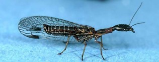 A long brown bug with clear wings.