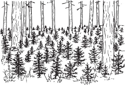 Forest scene showing numerous young conifer seedlings growing beneath taller mature trees.