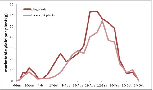 Line graph comparing marketable yield per plant (grams) for plug plants and bare root plants from June to October. Both lines start near 0 g in June, increase through August, and peak in early to mid-September before declining to nearly 0 g by late October. Plug plants reach a higher peak (about 64 g) than bare root plants (about 55 g) and generally produce greater yields throughout the season, especially from late August to late September.