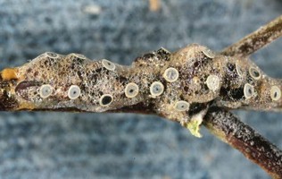 Small brown discs on a branch, surrounded by a hardened brown froth.