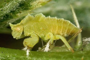 A stocky, segmented, and green bug with small spikes across its body.
